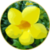 Floral de Alamanda