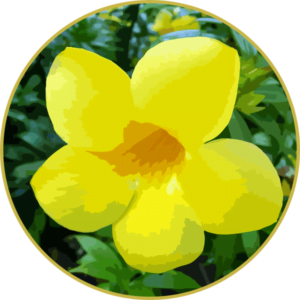Floral de Alamanda