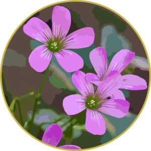 Floral de Azedinha Lilás