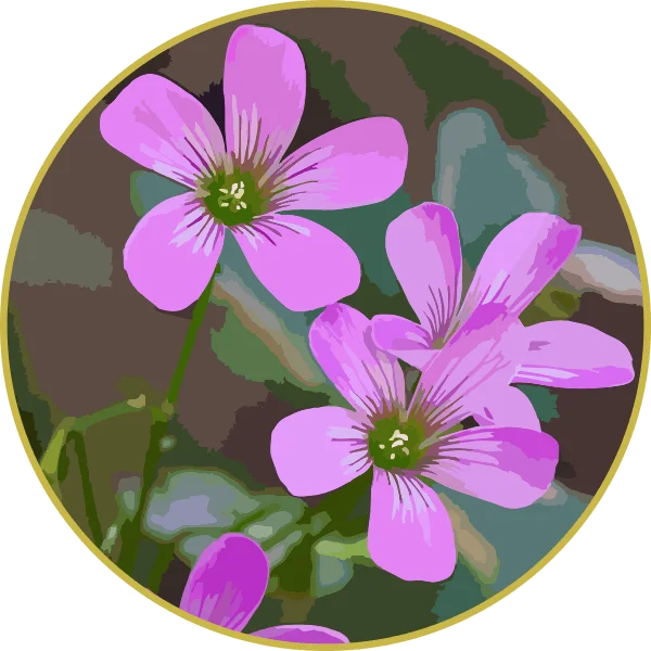 Floral de Azedinha Lilás