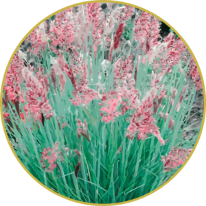 Floral de Capim Seda