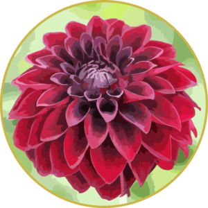 Floral de Dália Rubra