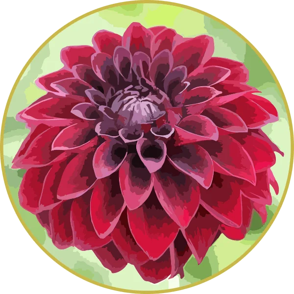 Floral de Dália Rubra