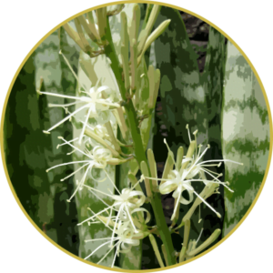 Floral de Espada de São Jorge