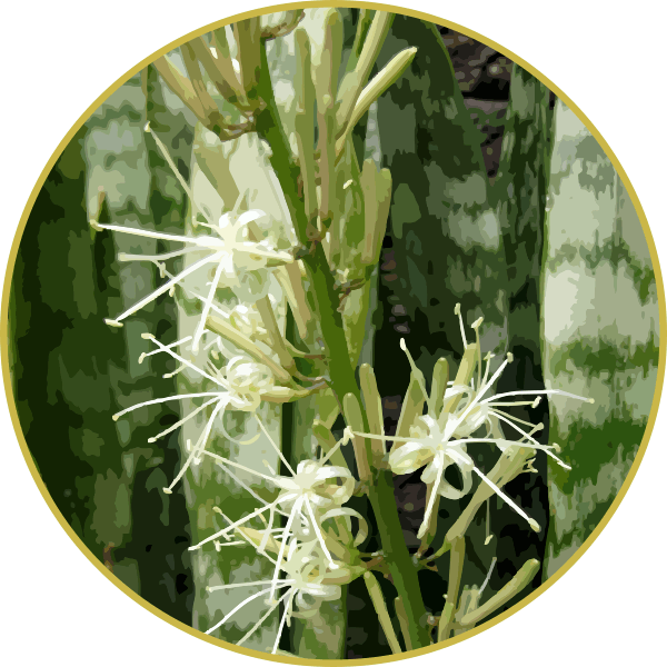 Floral de Espada de São Jorge - 50 ml - Flor de Luz