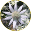 Floral de Flannel Flower