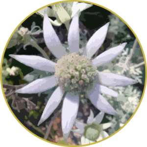 Floral de Flannel Flower