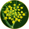 Floral de Foeniculum