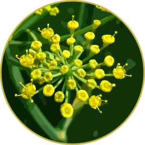 Floral de Foeniculum