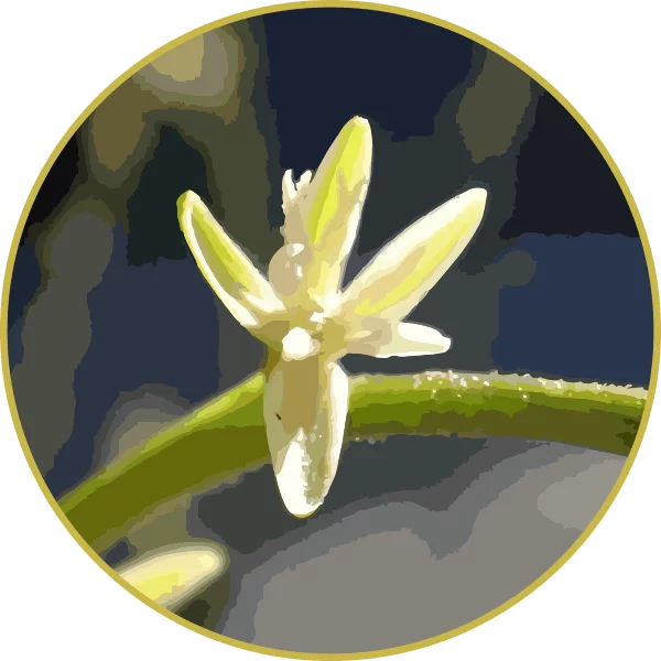 Floral de Guiné