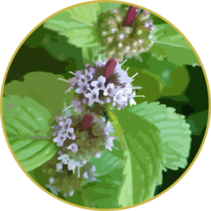 Floral de Hortelâ Pimenta