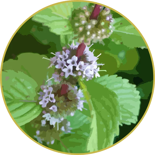 Floral de Hortelâ Pimenta
