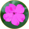 Floral de Impatiens