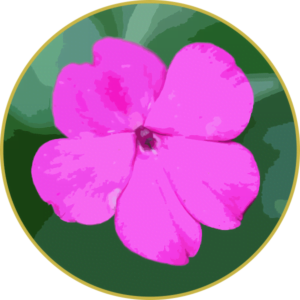 Floral de Impatiens