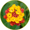 Floral de Lantana
