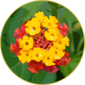Floral de Lantana