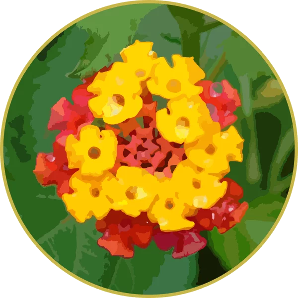 Floral de Lantana