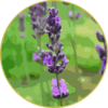 Óleo Essencial de Lavanda Abrialis