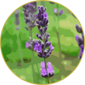Óleo Essencial de Lavanda Abrialis