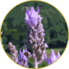 Floral de Lavanda Brasileira