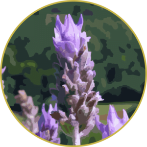 Floral de Lavanda Brasileira