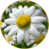 Floral de Matricária Camomila