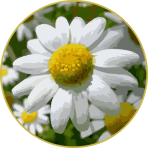 Floral de Matricária Camomila