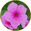 Floral de Pervinca Rosa