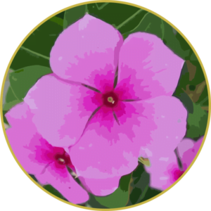 Floral de Pervinca Rosa