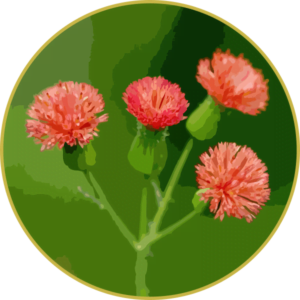 Floral de Pincel de Estudante