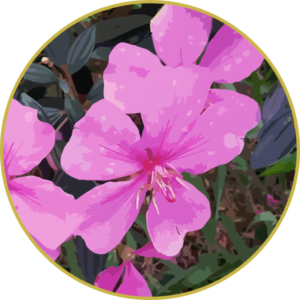 Floral de Quaresmeira Rosa