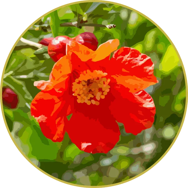 Floral de Romã