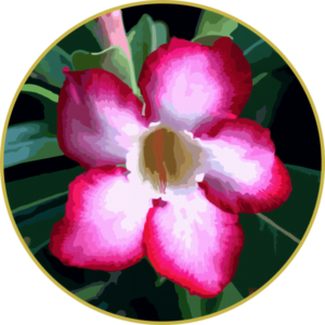 Floral de Rosa do Deserto