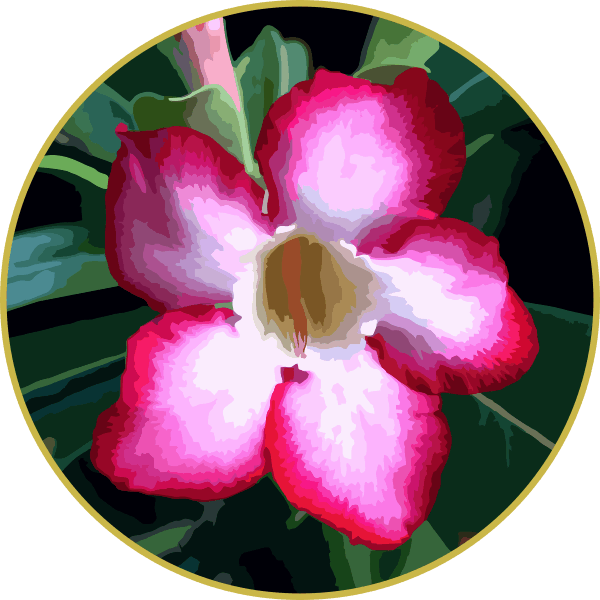 Floral de Rosa do Deserto - 50 ml - Flor de Luz