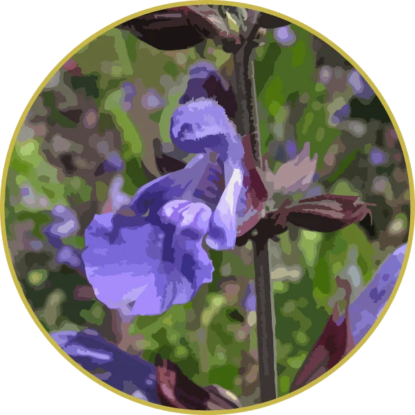 Floral de Sálvia