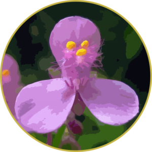 Floral de Trapoeraba Rosa