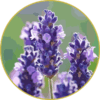 Lavanda Francesa