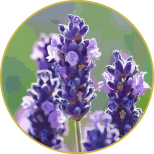 Lavanda Francesa